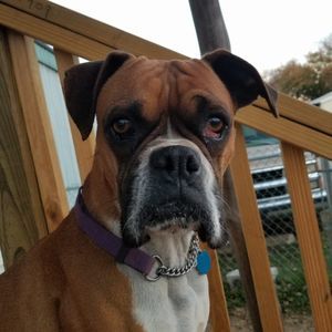 Meet your Posher, Roy